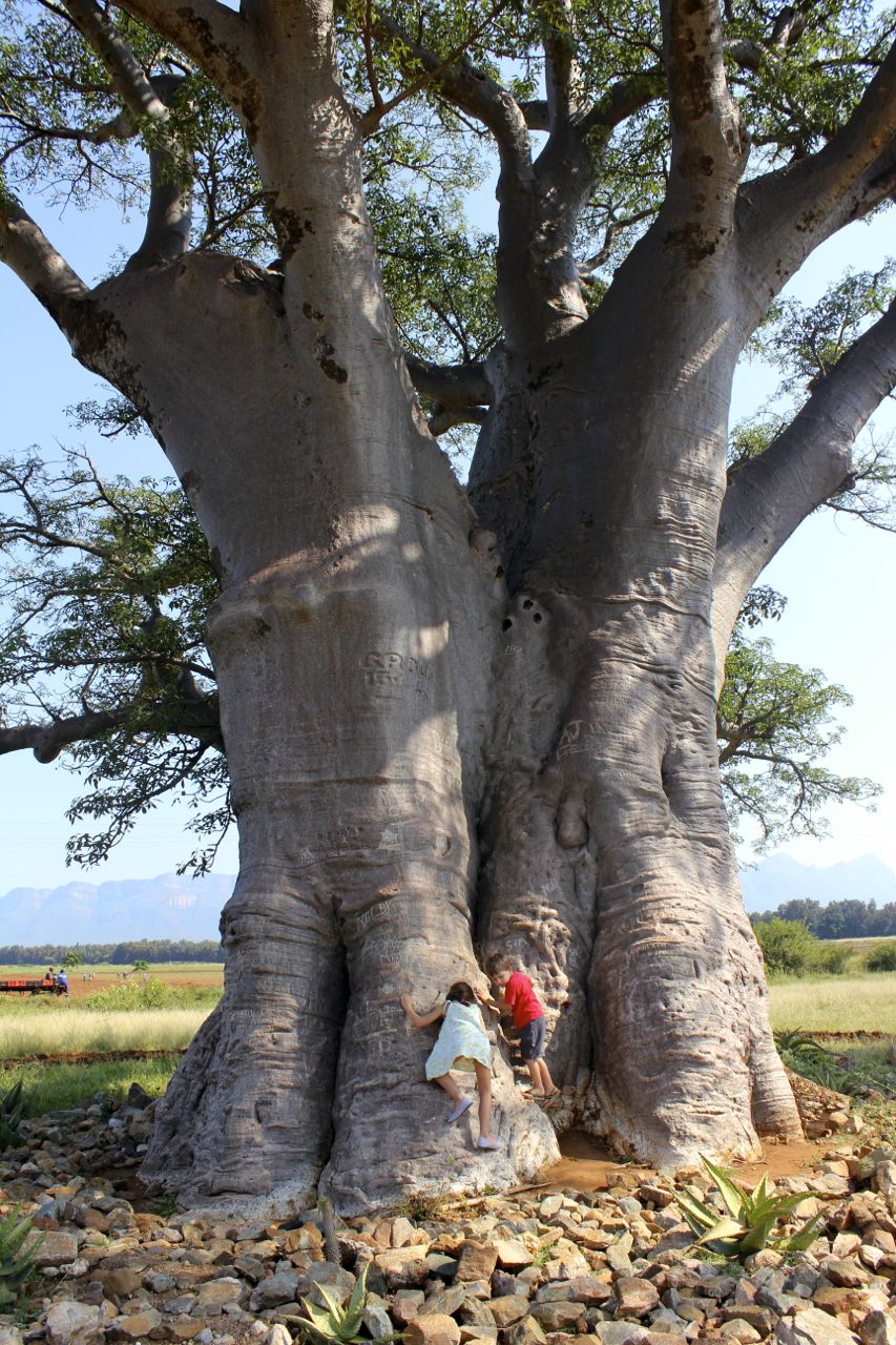 climbing baobab