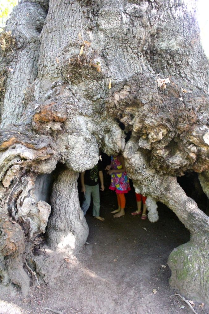 The kids exploring the inside of Africa's oldest oak tree (planted somewhere between 1700 and 1706)...