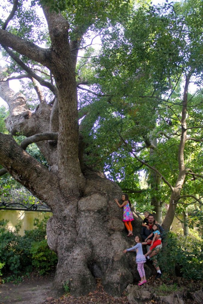 Dino and the kids on one of the camphor trees...