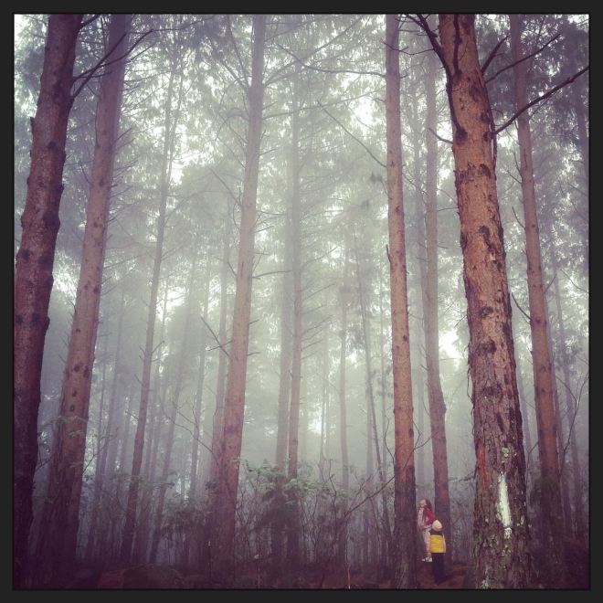 The kids exploring some of the misty forests...